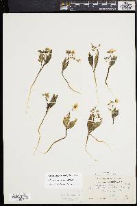 Claytonia caroliniana image