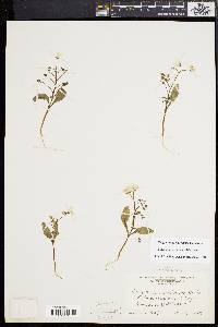 Claytonia caroliniana image