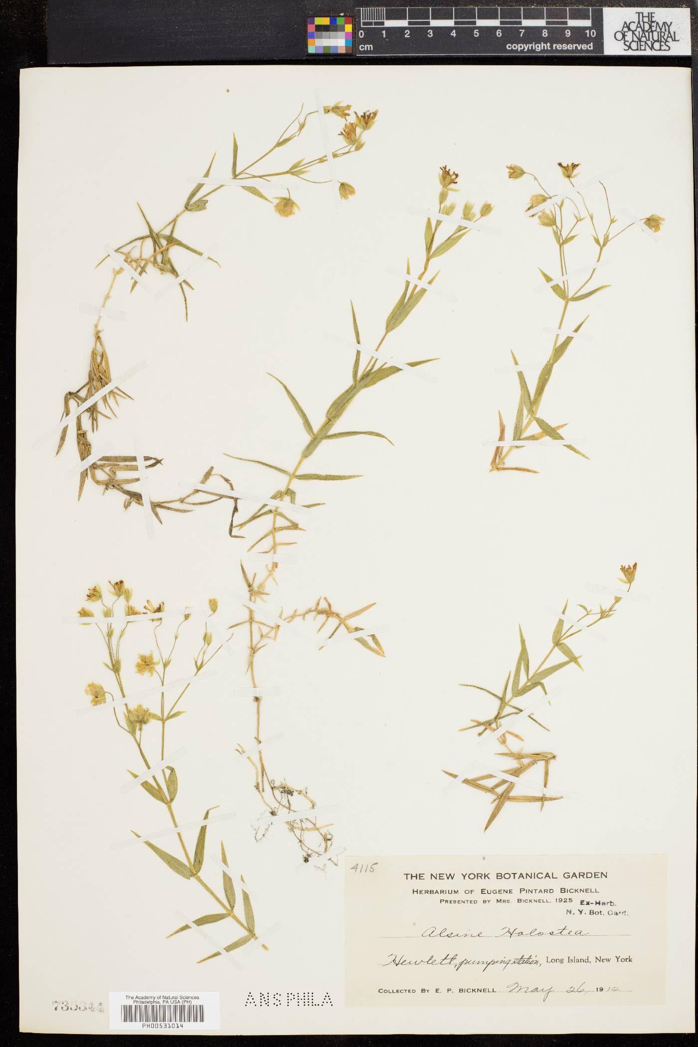 Stellaria holostea image