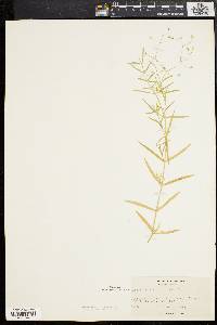 Stellaria longifolia image