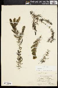 Ceratophyllum demersum image