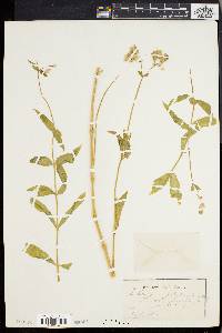 Silene vulgaris image