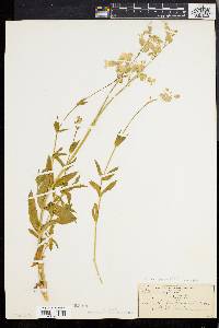 Silene vulgaris image