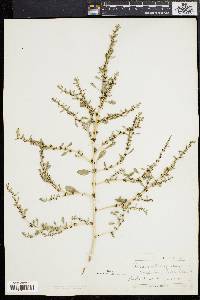 Amaranthus albus image