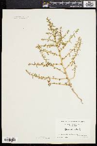 Amaranthus albus image