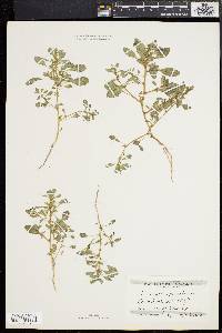 Amaranthus albus image