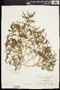 Amaranthus albus image