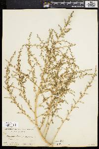 Amaranthus albus image