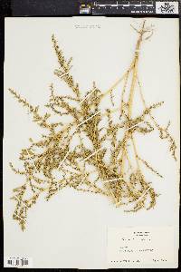 Amaranthus albus image