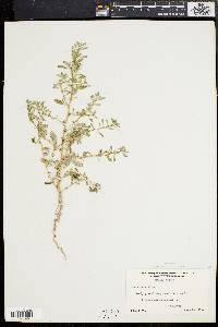 Amaranthus albus image