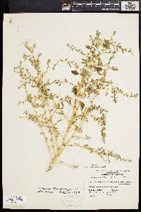 Amaranthus albus image