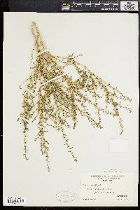 Amaranthus albus image