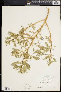 Amaranthus albus image