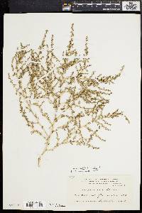 Amaranthus albus image