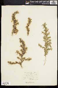 Amaranthus blitoides image