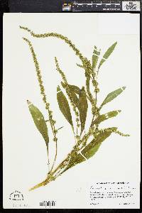 Amaranthus cannabinus image