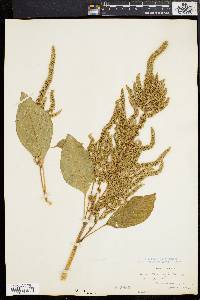 Amaranthus caudatus image