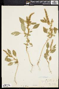 Amaranthus caudatus image