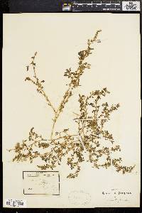 Image of Amaranthus crispus