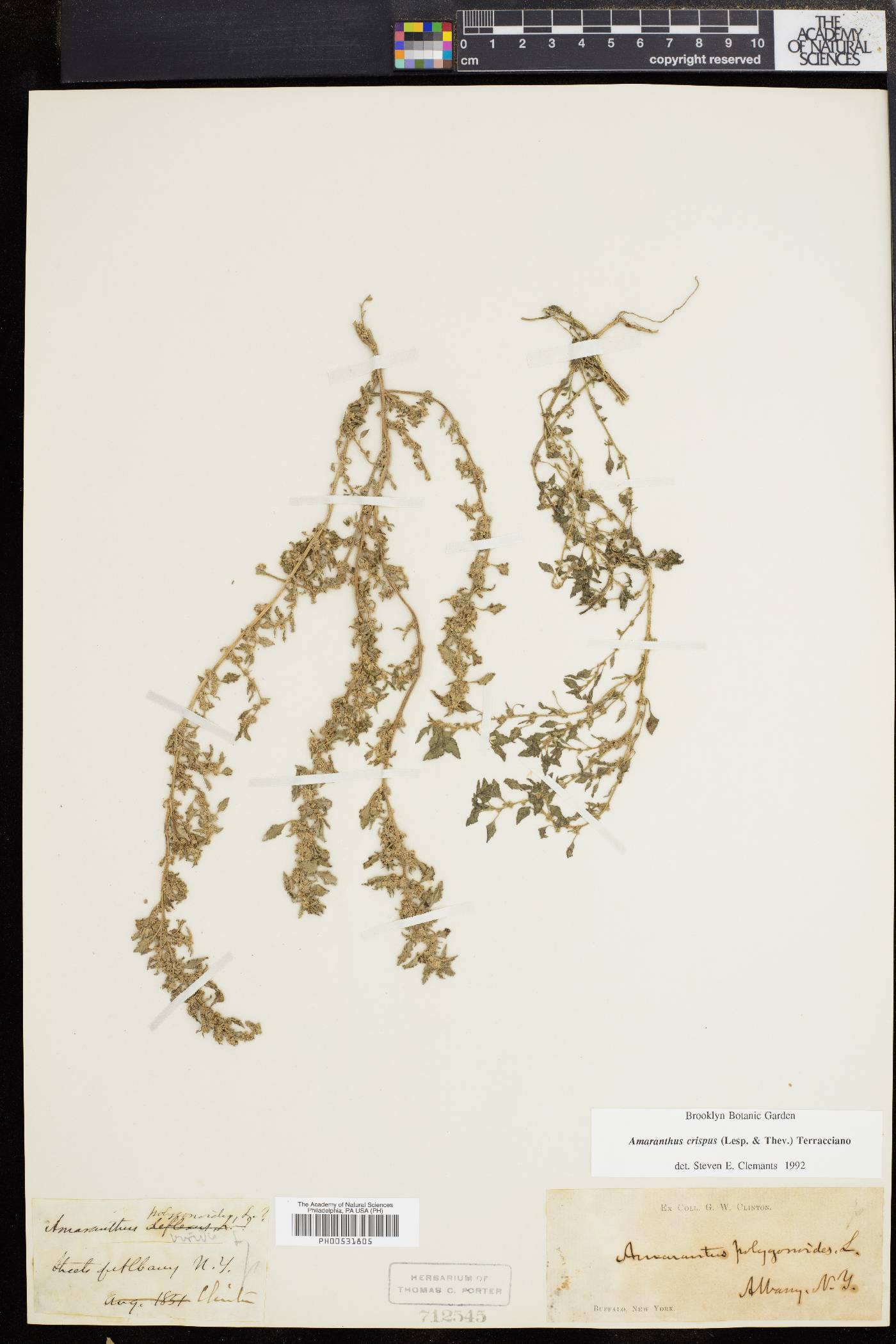 Amaranthus crispus image