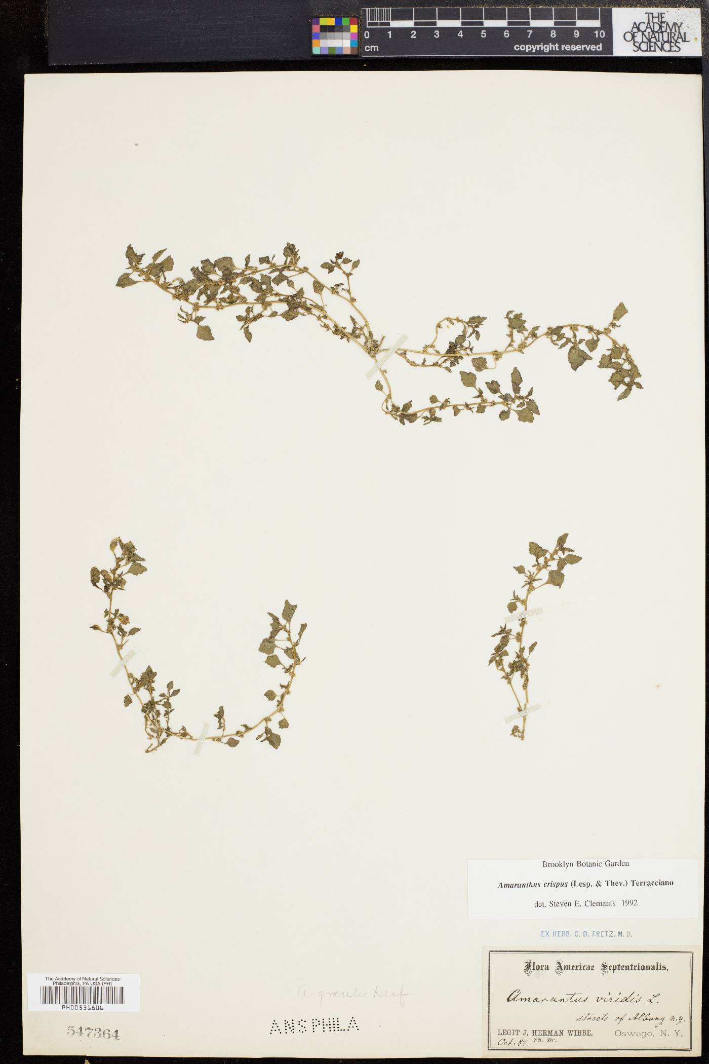 Amaranthus crispus image