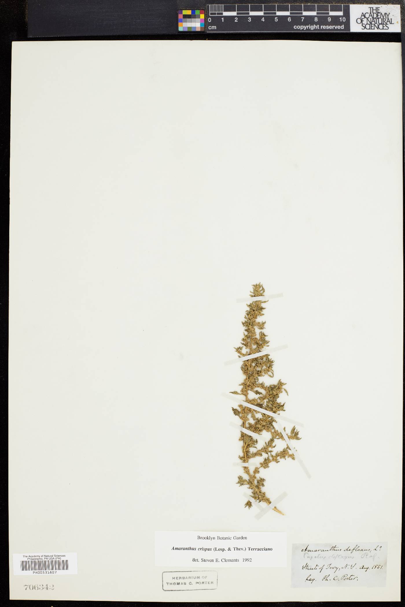Amaranthus crispus image