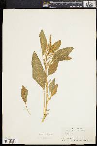 Amaranthus cruentus image