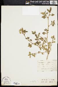 Image of Amaranthus deflexus