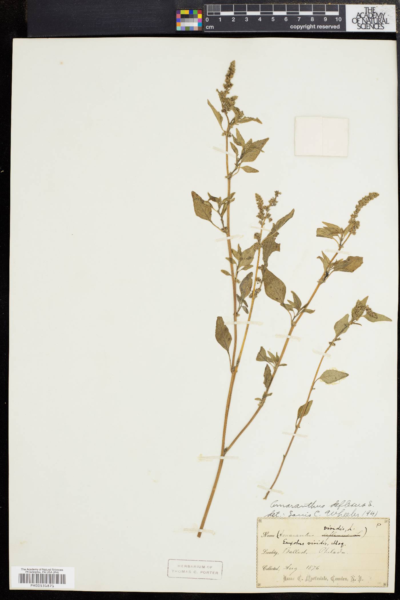Amaranthus deflexus image