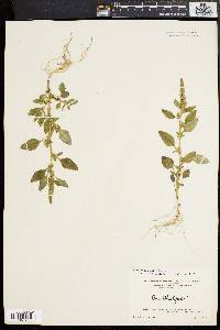 Amaranthus hybridus image