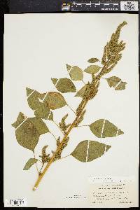 Amaranthus hybridus image