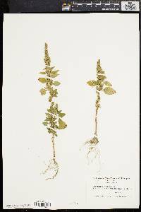 Amaranthus hybridus image