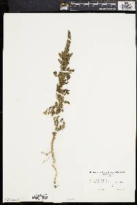 Amaranthus hybridus image