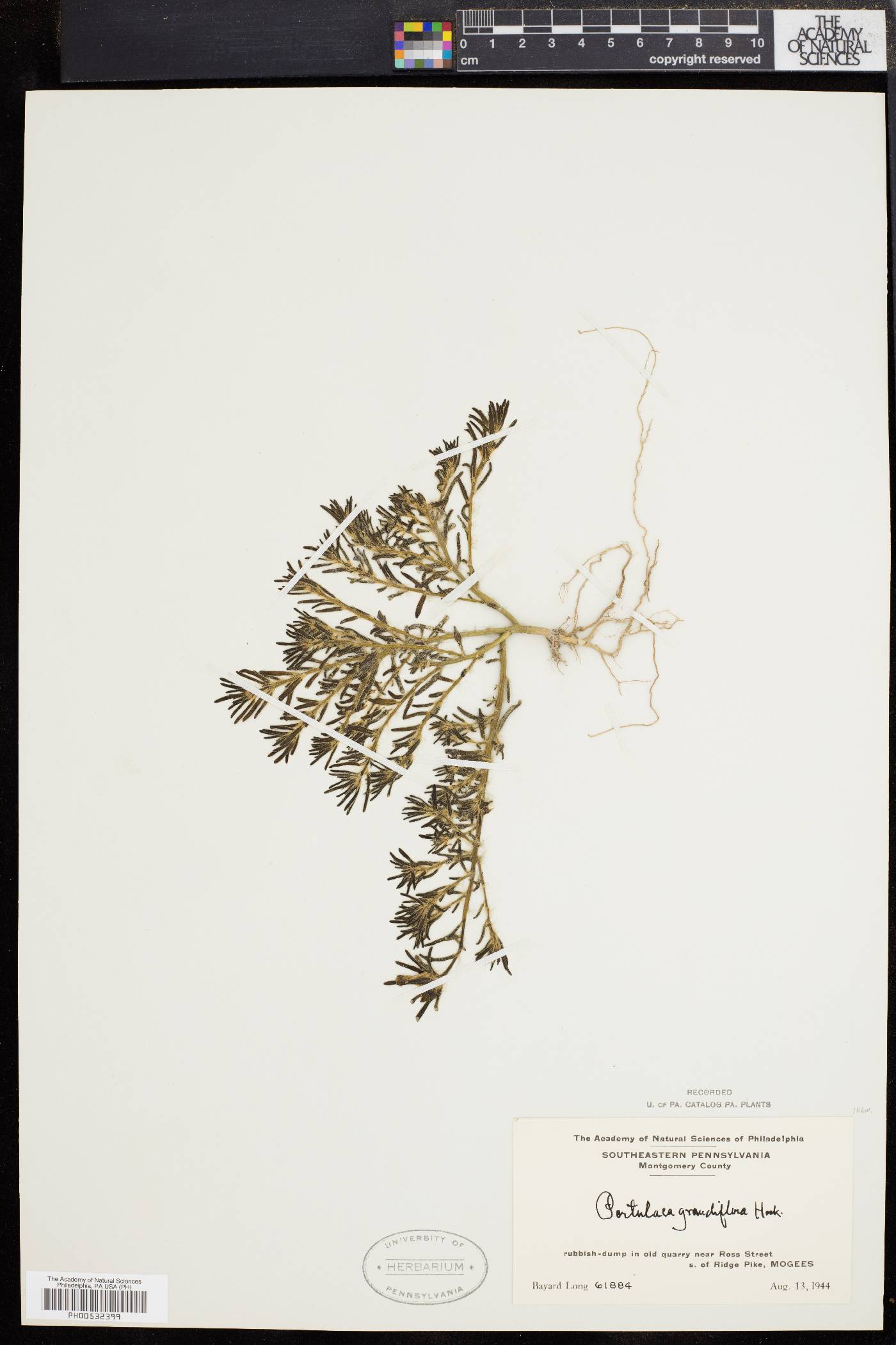 Portulaca grandiflora image