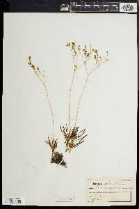 Talinum teretifolium image