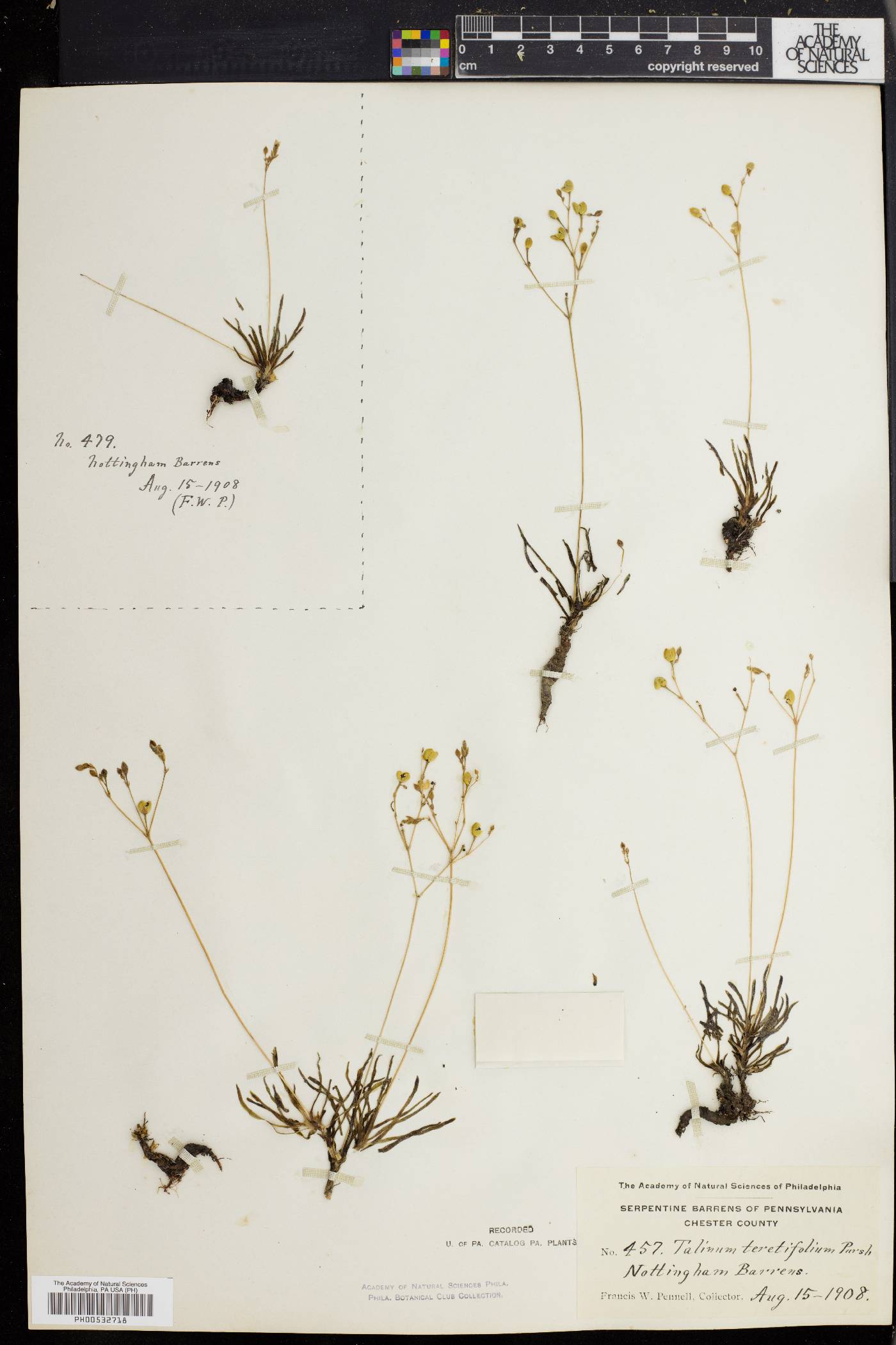 Talinum teretifolium image