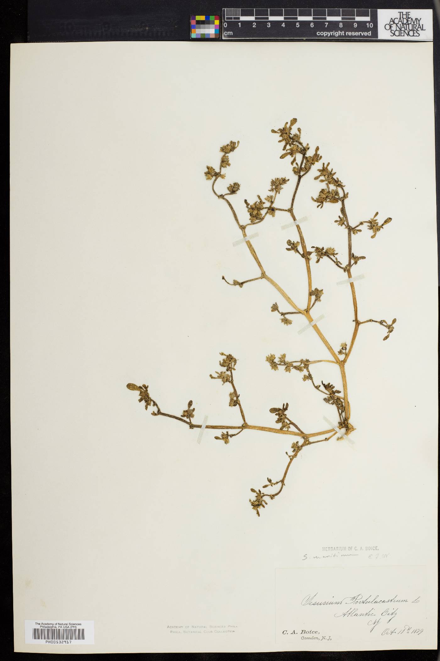 Sesuvium maritimum image