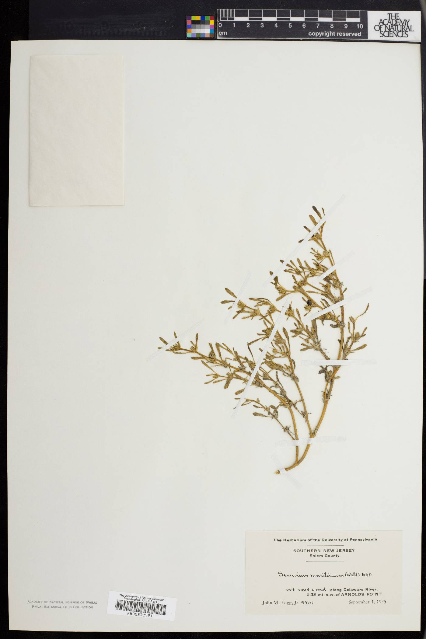 Sesuvium maritimum image