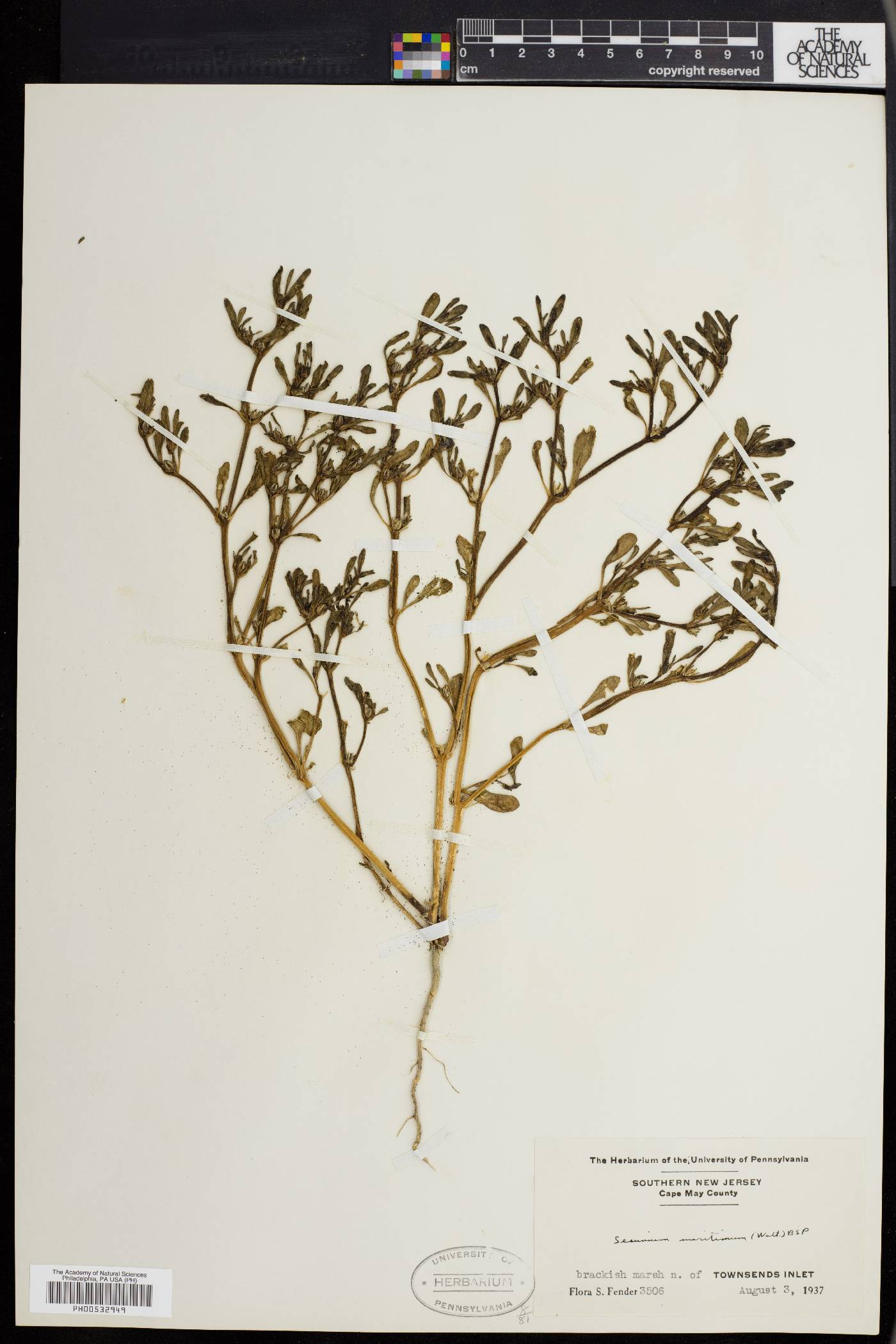 Sesuvium maritimum image