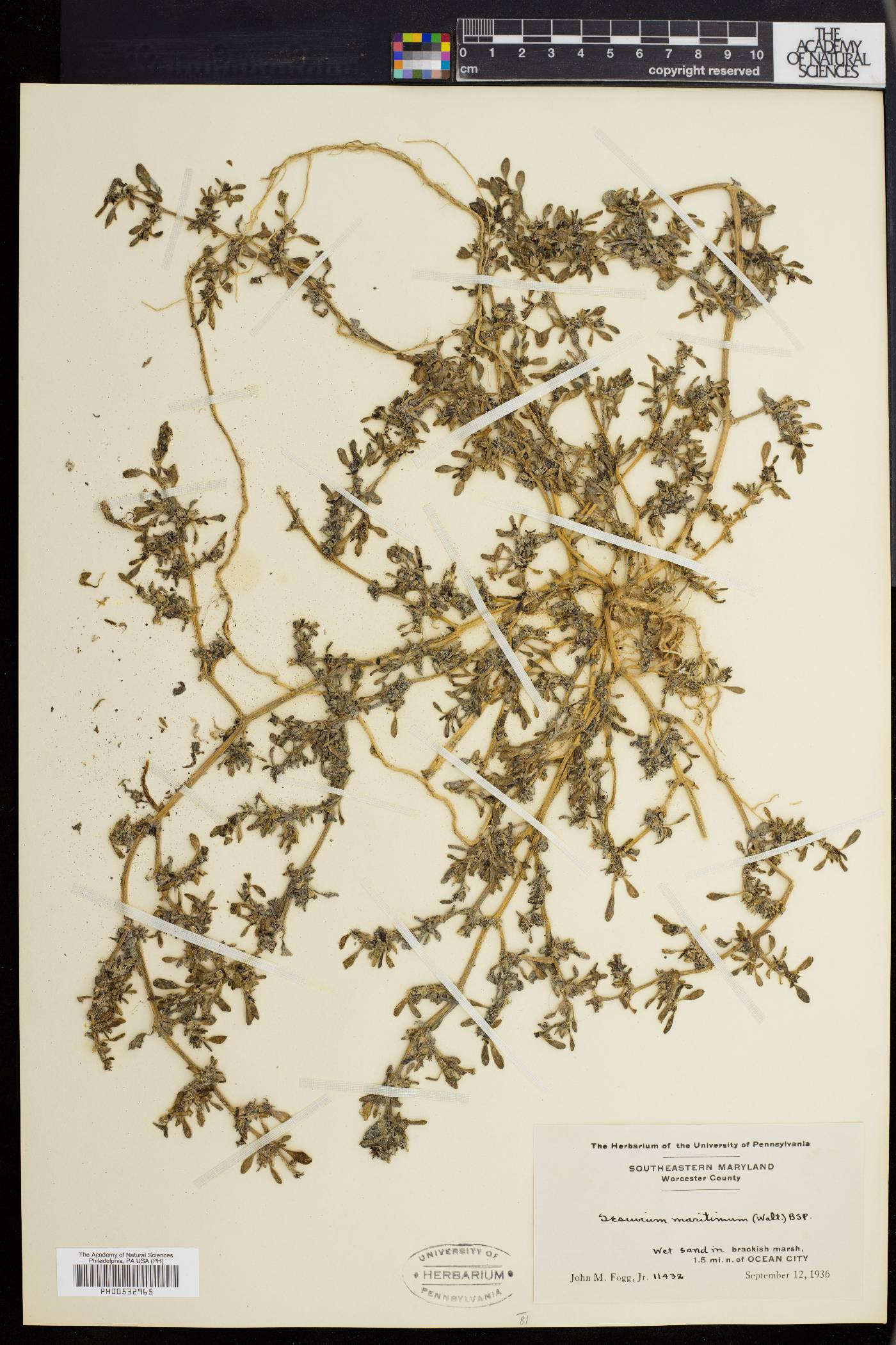 Sesuvium maritimum image