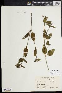 Mirabilis nyctaginea image