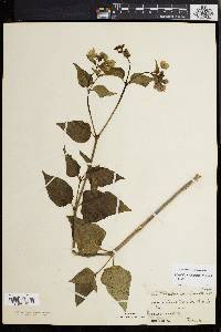 Mirabilis nyctaginea image