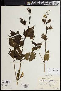 Mirabilis nyctaginea image