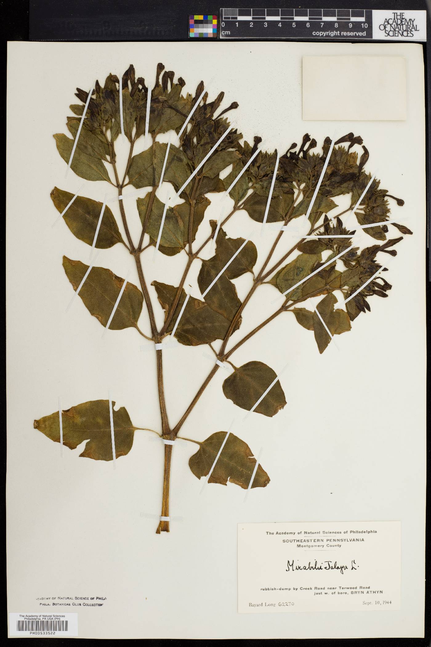 Mirabilis jalapa image