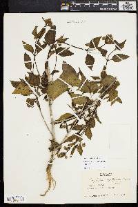 Mirabilis nyctaginea image