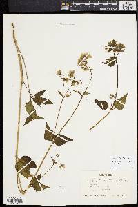 Mirabilis nyctaginea image