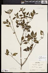 Mirabilis nyctaginea image