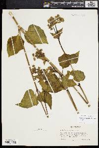 Mirabilis nyctaginea image