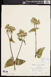 Mirabilis nyctaginea image