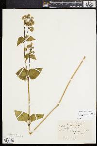 Mirabilis nyctaginea image